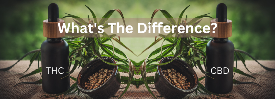 Learn the distinct differences between THC and CBD plus their similarities.