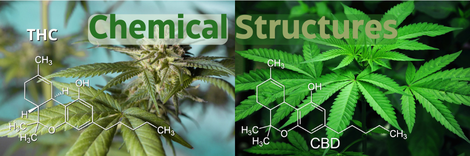 The only difference in the chemical structures of THC and CBD is a single atom.
