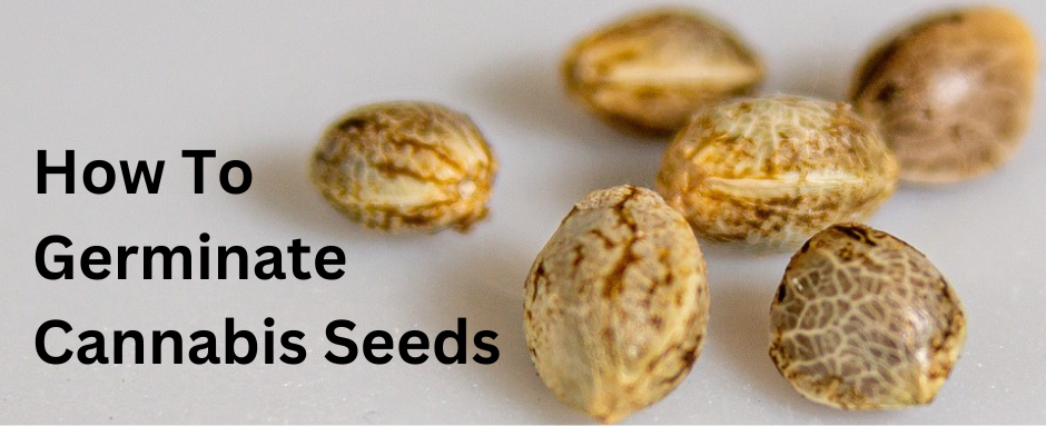 Choose quality seeds that stand the best chance to germinate.