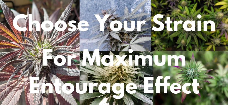 Choosing the correct cannabis strain can help Optimize the entourage effect.