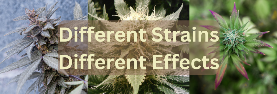 Different cannabis strains can have different effects on you.