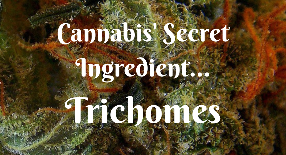 The secret to a more potent cannabis plant are its miniscule trichomes.