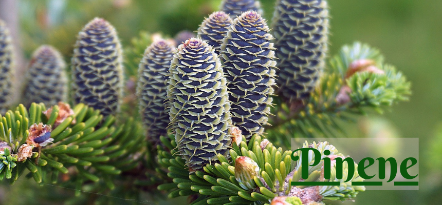 Pinene, a commonly available terpene in cannabis, produces an invigorating scent of evergreen forests and crisp mountain air. It has energizing, uplifting effects.
