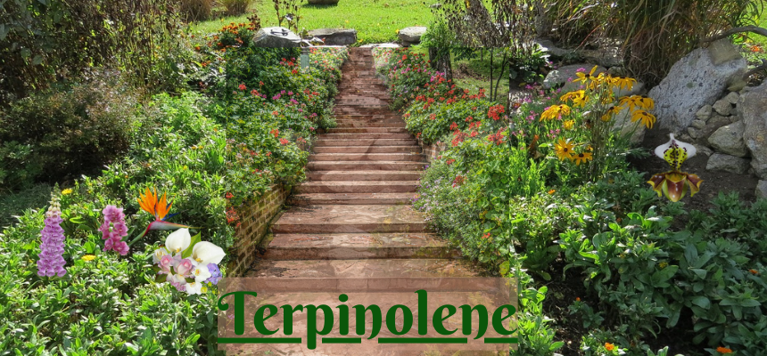 Terpinolene, a more rare terpene in cannabis plants, can be abundant in certain weed strains. This terpene puts off a refreshing herbal scent with floral, minty undertones. It has uplifting, energizing effects that can promote mental clarity.
