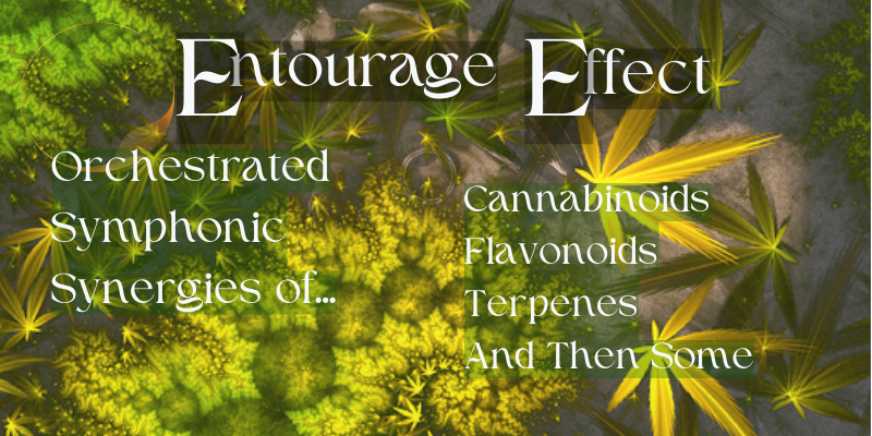 The Entourage Effect is a cannabanistic phenomenon backed by scientific research.