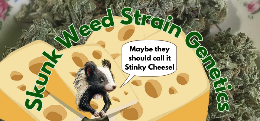 Genetics plays a major role in the skunky nuance of skunk weed strains.