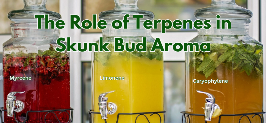 Terpenes play a large part in the odor of skunk weed strains.
