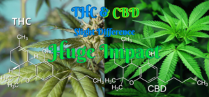 Understanding CBD & THC... There's more to these two major cannabinoids than the slight differences in chemical structures.