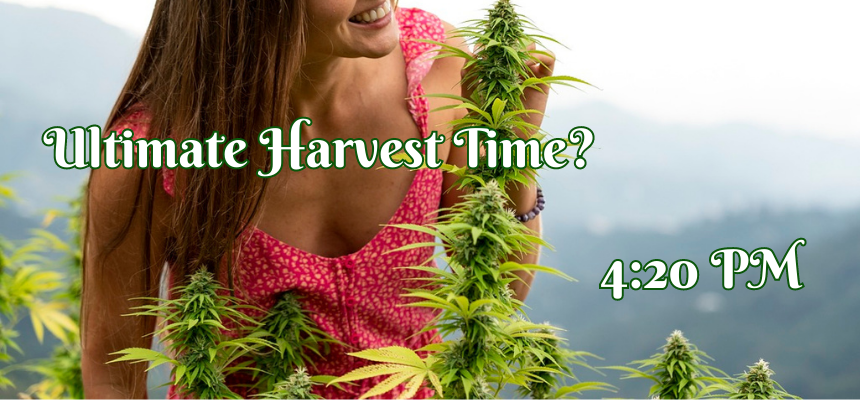 Not only does our guide teach you how to cure cannabis, but also the best time to harvest.