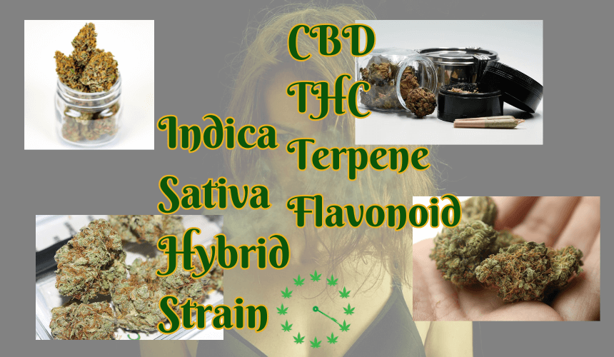 When it comes to selecting the right cannabis products, it helps to be well informed about the compounds within the plant as well as different strains and species.