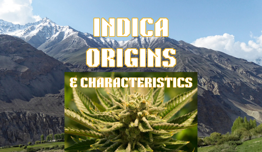As near as anyone can tell, Cannabis indica originated in the mountainous regions of east Asia. It is short in stature with broad leaflets and produces an abundance of trichomes.