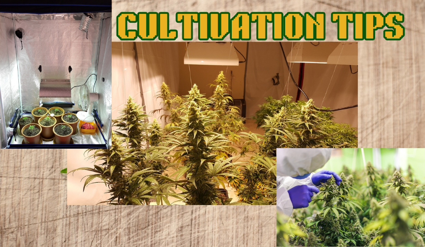 for those who prefer to grow their own cannabis, we provide a few tips and tricks.