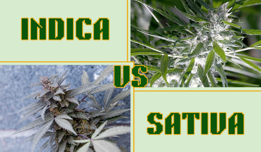 Indica and sativa are two vastly different cannabis species. Though they share most of the same chemicals, their structure and effects are as different as day and night.