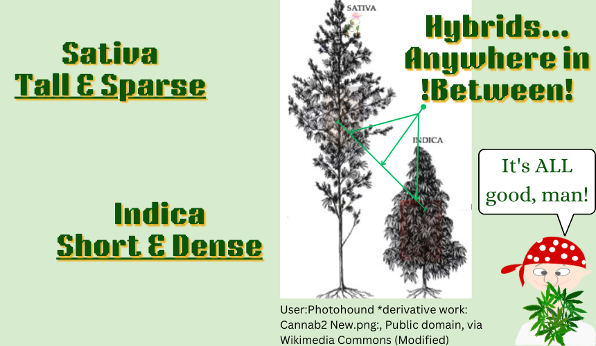 Hybrids take on the traits and characteristics of the parent strains. They can be taller than pure indica strains and more dense than sativa strains, and any combination of the parent strains.