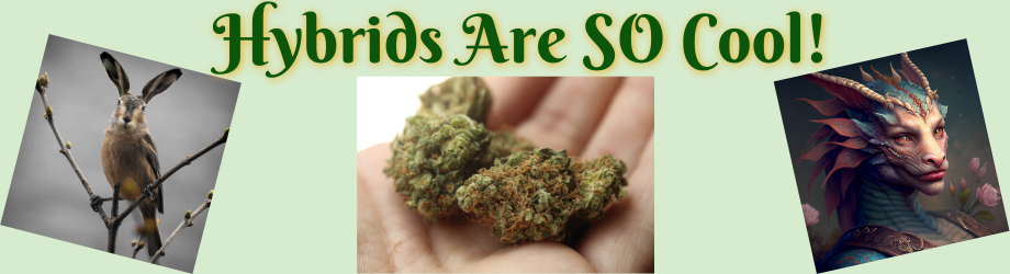 Hybrid cannabis strains combine the best of both worlds!